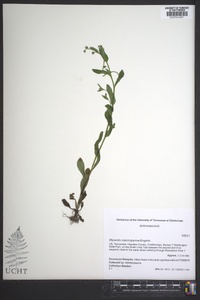 Myosotis macrosperma image