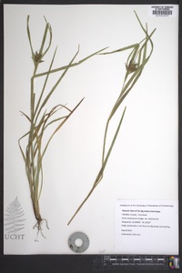 Carex intumescens var. intumescens image