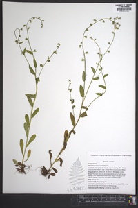 Myosotis macrosperma image