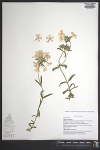 Phlox amoena image