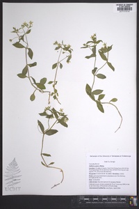 Stellaria pubera image