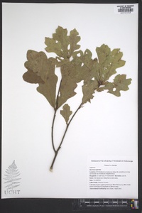 Quercus austrina image