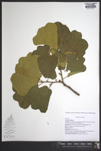 Ficus lyrata image