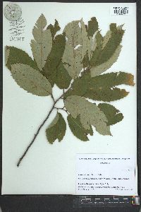 Castanea ozarkensis image