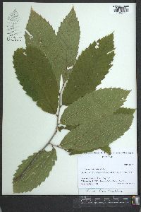 Castanea ozarkensis image