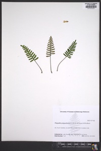 Pleopeltis polypodioides image