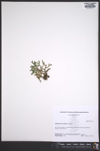 Selaginella tortipila image