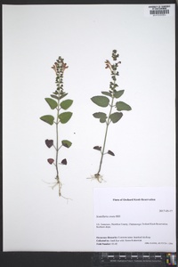 Scutellaria ovata image