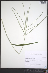 Digitaria ciliaris image