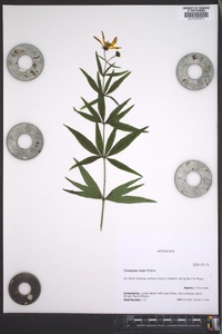 Coreopsis major image