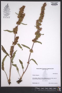 Athyrium filix-femina var. asplenioides image