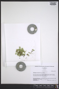 Sphagnum lescurii image