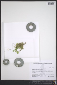 Sphagnum recurvum image