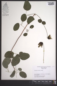 Clematis versicolor image