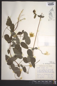 Clematis versicolor image