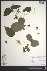 Clematis viorna image