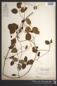 Clematis viorna image