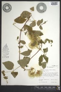 Clematis viorna image