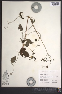 Clematis viorna image