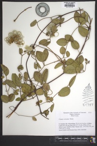 Clematis reticulata image