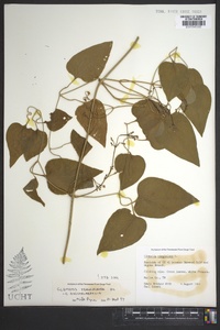 Clematis terniflora image