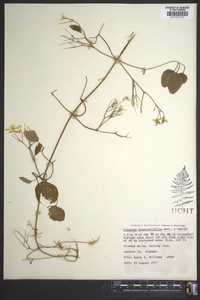 Clematis dioscoreifolia image