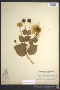 Clematis glaucophylla image
