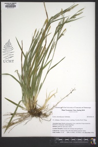 Carex cherokeensis image