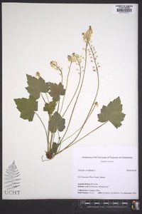 Tiarella cordifolia image