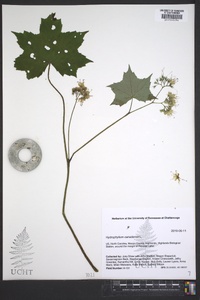 Hydrophyllum canadense image