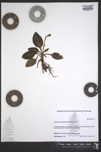 Goodyera pubescens image