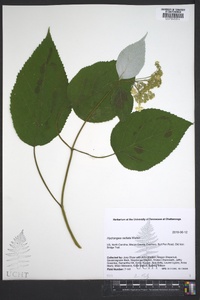 Hydrangea radiata image