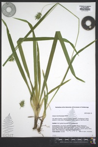 Carex lonchocarpa image