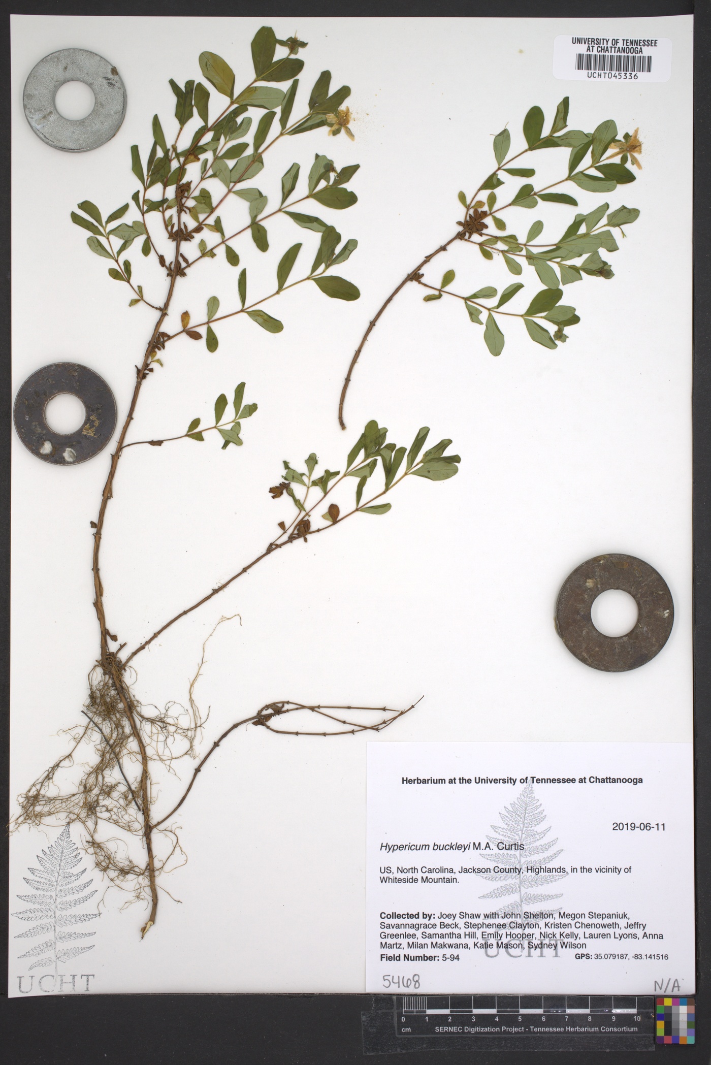 Hypericum buckleyi image