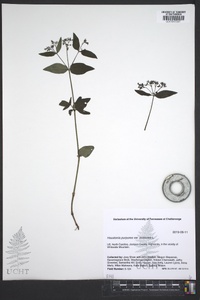 Houstonia purpurea image