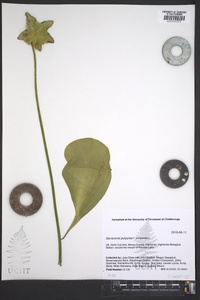 Sarracenia purpurea image