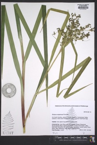 Scirpus expansus image