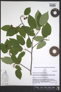 Amelanchier canadensis image