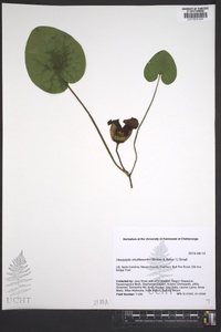 Hexastylis shuttleworthii image