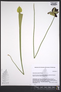 Sarracenia jonesii image