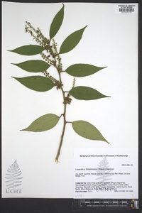 Leucothoe fontanesiana image