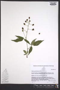 Rubus pensilvanicus image