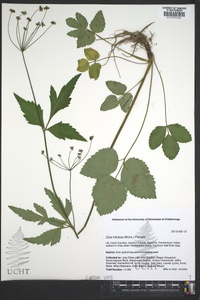 Zizia trifoliata image