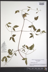 Clematis vinacea image