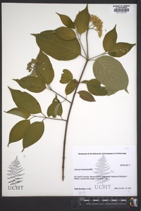 Cornus foemina image