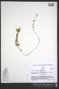 Vaccinium macrocarpon image