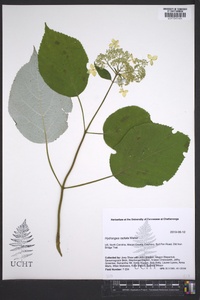 Hydrangea radiata image