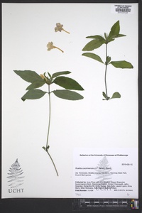 Ruellia caroliniensis image