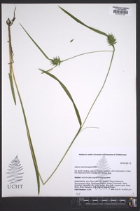 Carex lonchocarpa image