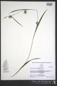 Carex lonchocarpa image